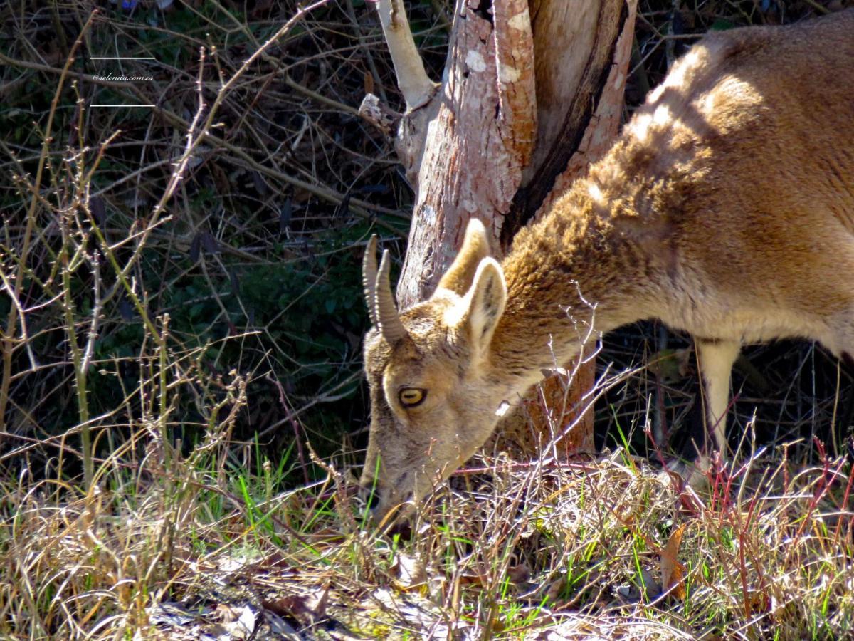 Hotel Rio Escabas, Serrania De Cuenca Cañamares エクステリア 写真